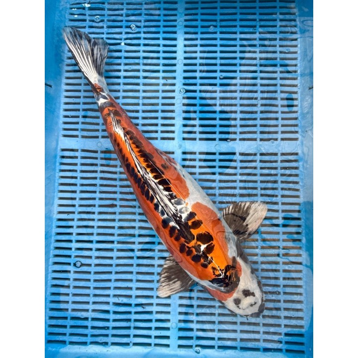 Koi Handpick 50-55cm 1