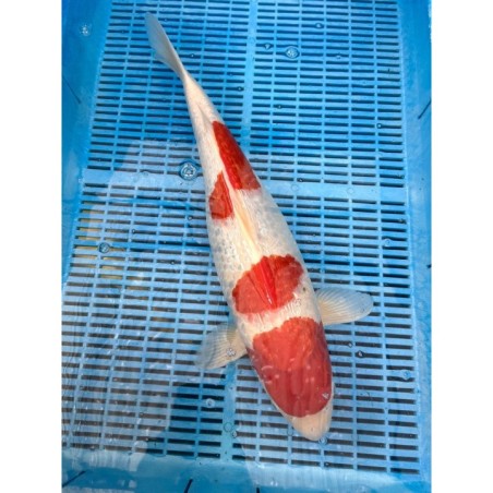 Koi Handpick 50-55cm