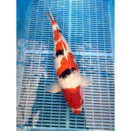 Koi Handpick 50-55cm