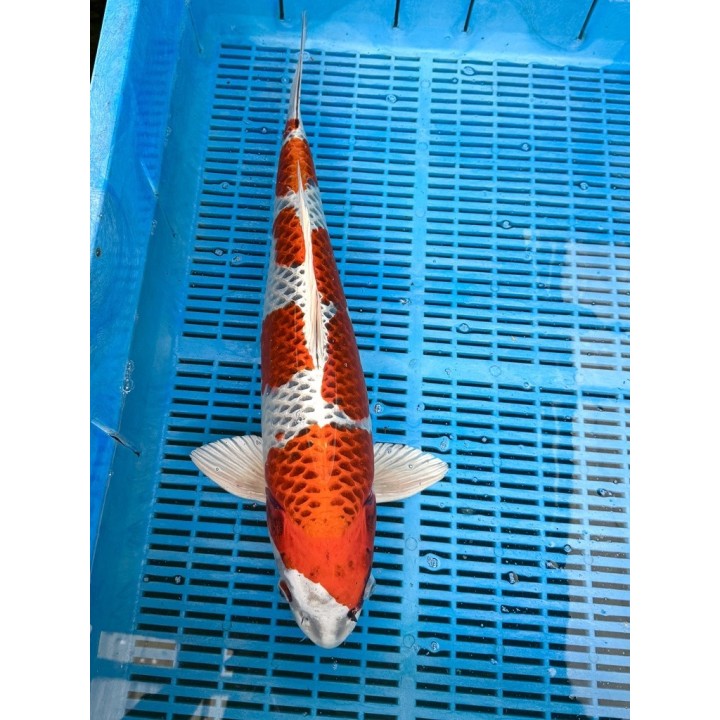 Koi Handpick 50-55cm
