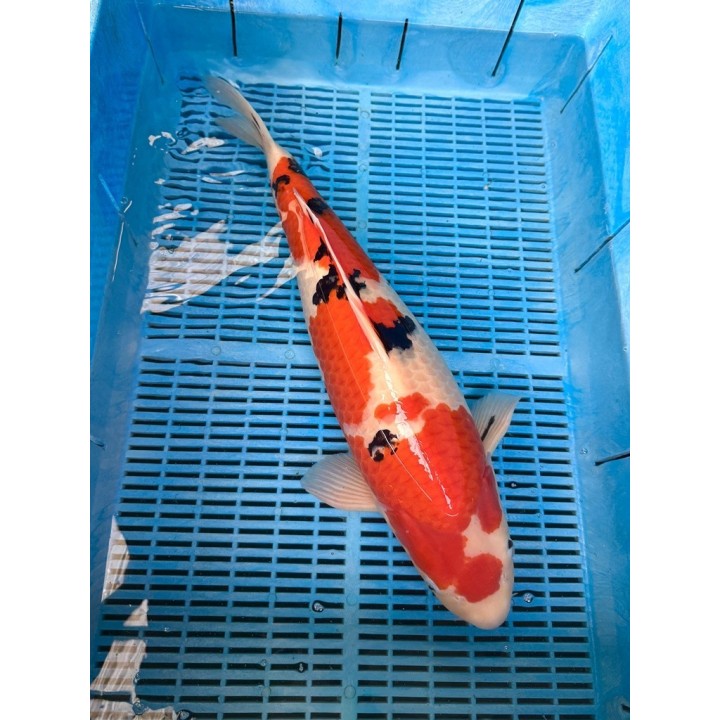 Koi Handpick 55-60cm
