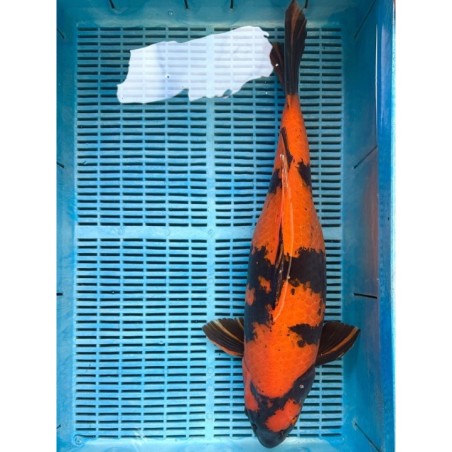 Koi Handpick 55-60cm