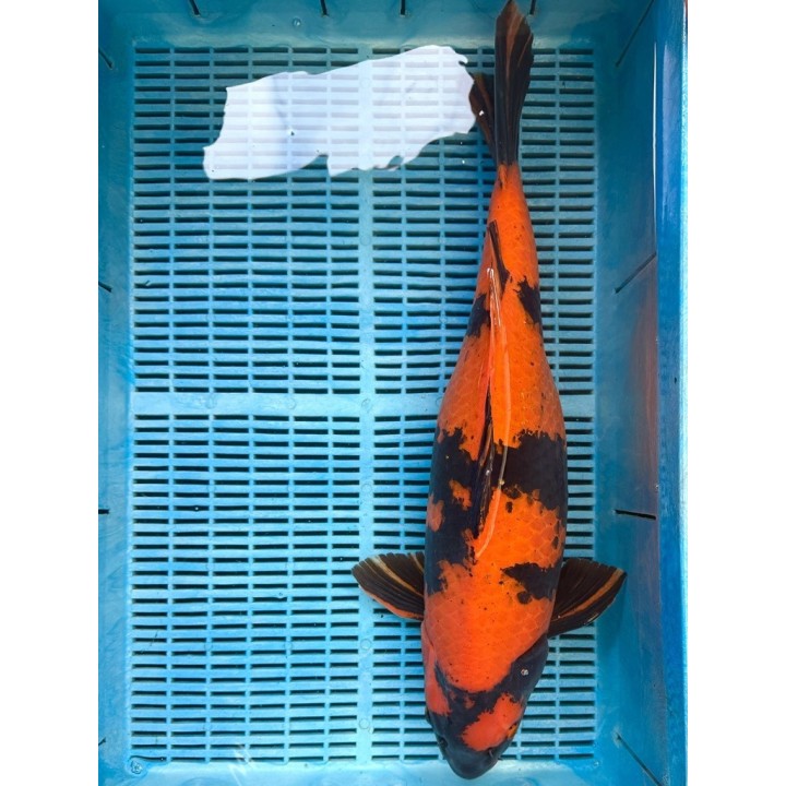 Koi Handpick 55-60cm