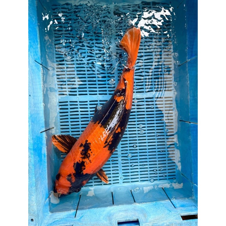 Koi Handpick 55-60cm