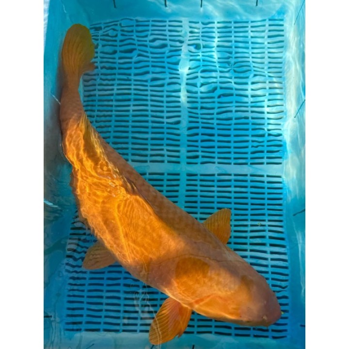 Koi Handpick 65-70cm