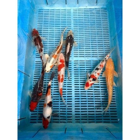 Crapi Koi Handpick Ghost 25/30cm de vanzare pesti ieftine