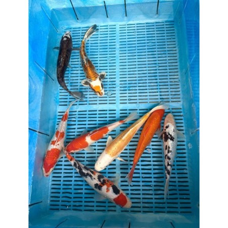 Crapi Koi Handpick Ghost 25/30cm de vanzare pesti ieftine