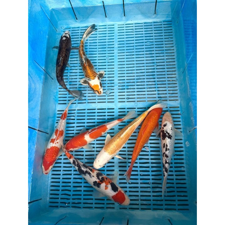 Crapi Koi Handpick Ghost 25/30cm de vanzare pesti ieftine
