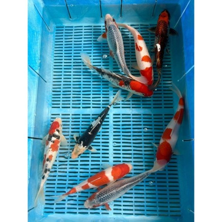 Crapi Koi Handpick Ghost 25/30cm de vanzare pesti ieftine
