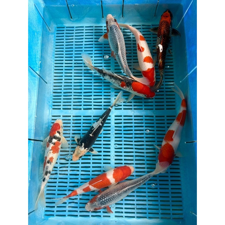 Crapi Koi Handpick Ghost 25/30cm de vanzare pesti ieftine