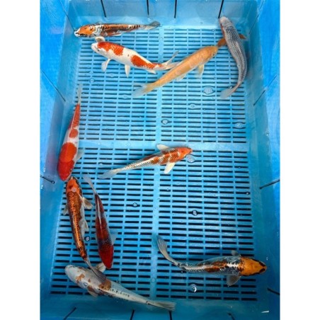 Crapi Koi Handpick Ghost 20/25cm de vanzare pesti ieftine