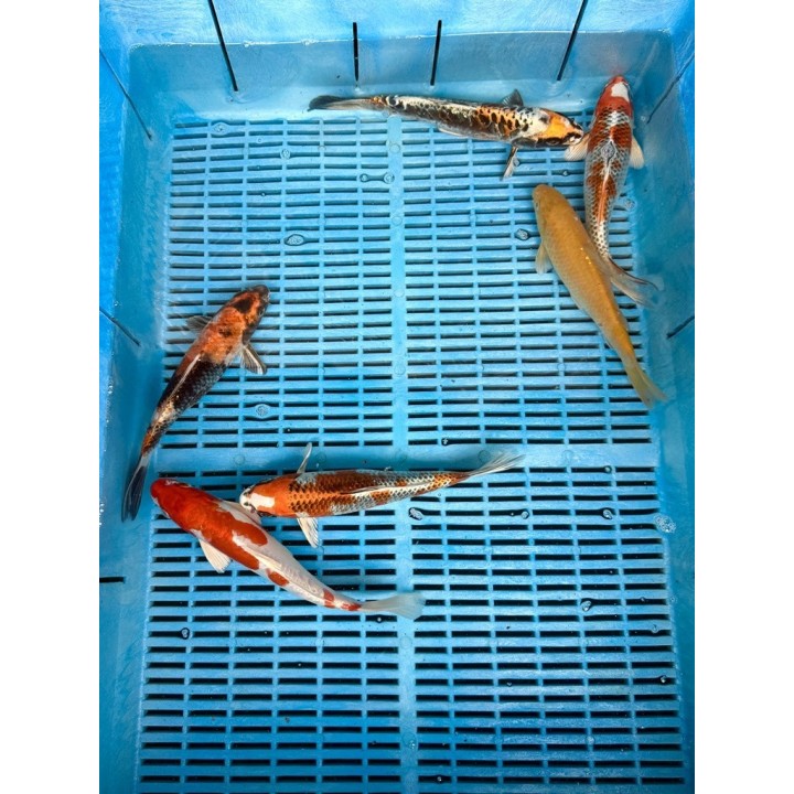 Crapi Koi Handpick Ghost 20/25cm de vanzare pesti ieftine