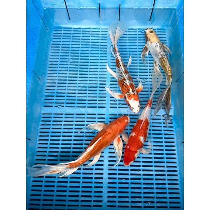 Koi Butterfly 30-35cm 2