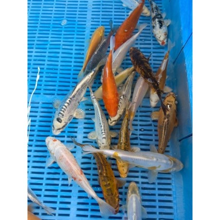 Crapi Koi Standard 16-20cm de vanzare pesti ieftine