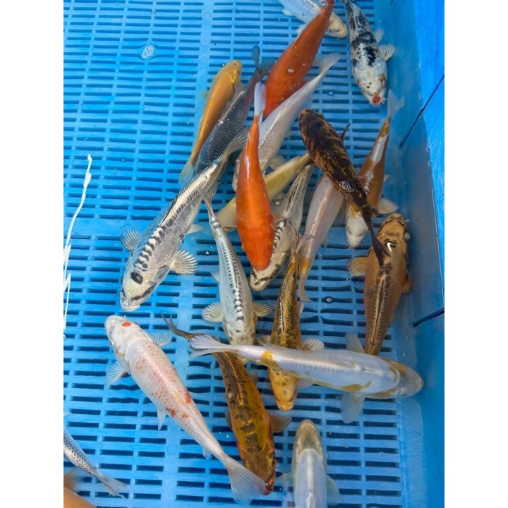 Crapi Koi Standard 16-20cm de vanzare pesti ieftine