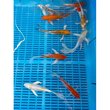 Koi Butterfly mix 16-20 cm