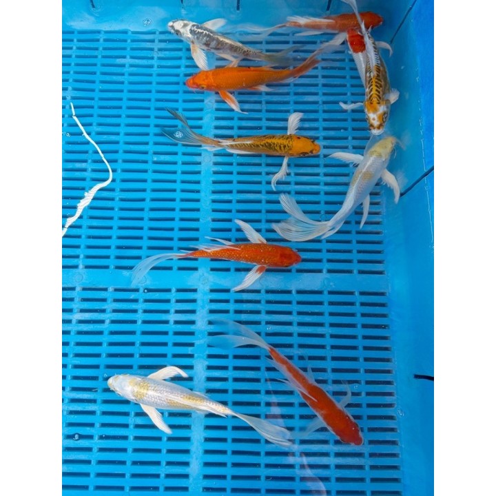 Koi Butterfly mix 16-20 cm
