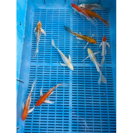 Koi Butterfly mix 16-20 cm