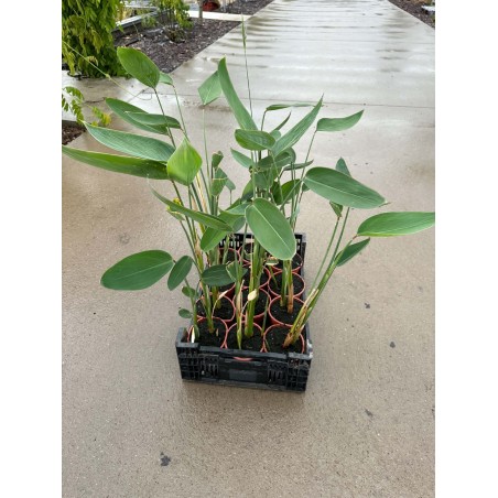 Thalia dealbata