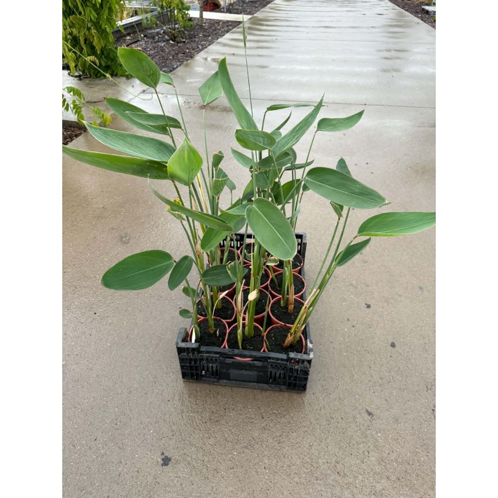 Thalia dealbata