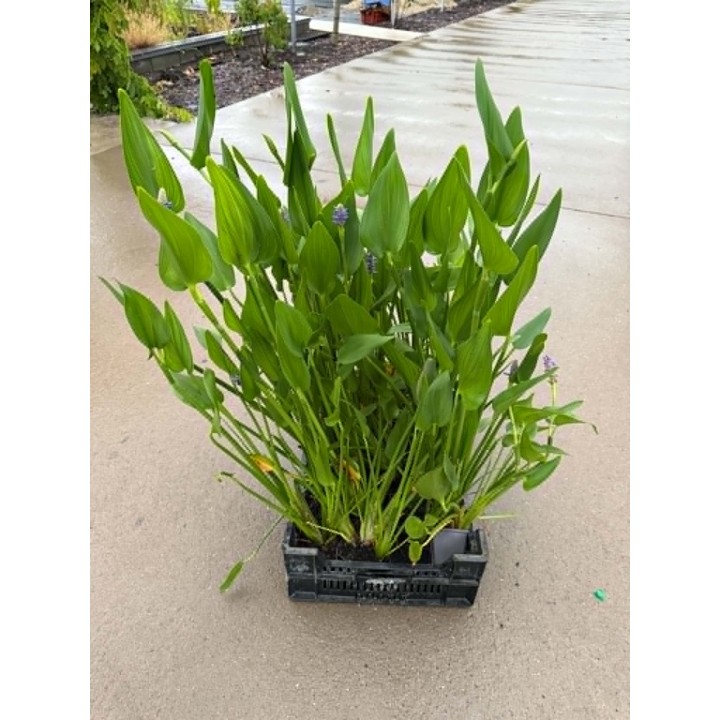 Pontederia lanceolata