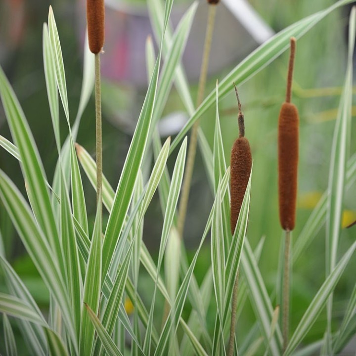 Typha latifolia 'Variegata'