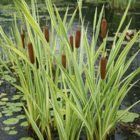 Typha latifolia 'Variegata'