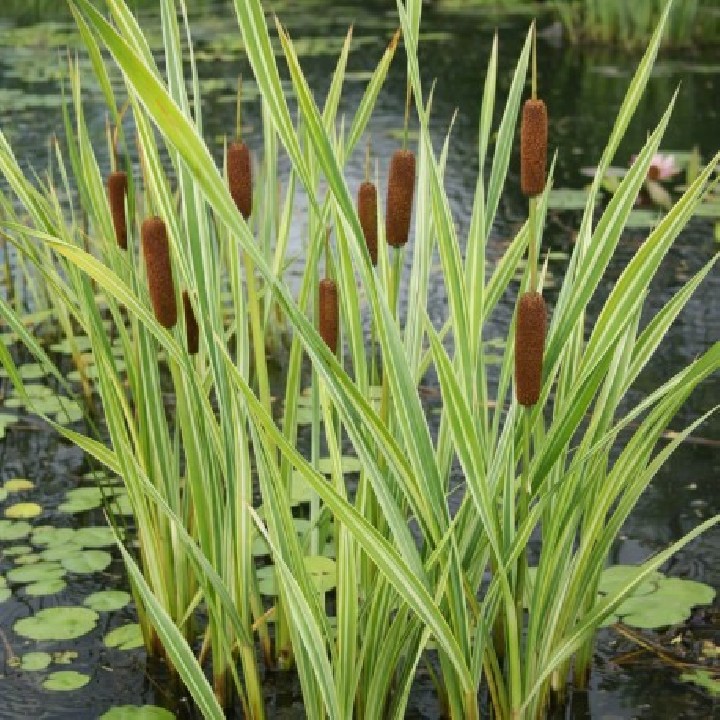 Typha latifolia 'Variegata'