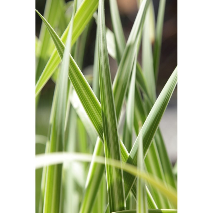 Typha latifolia 'Variegata'