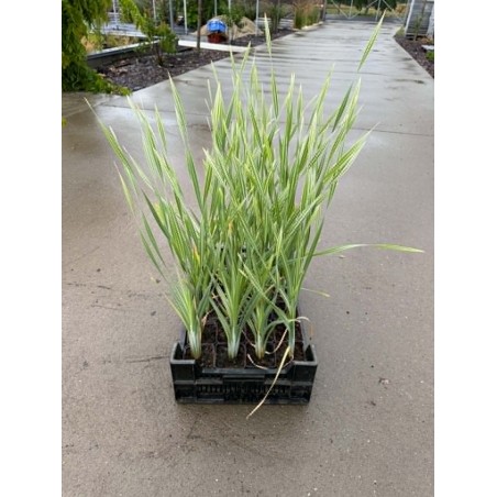 Typha latifolia 'Variegata'
