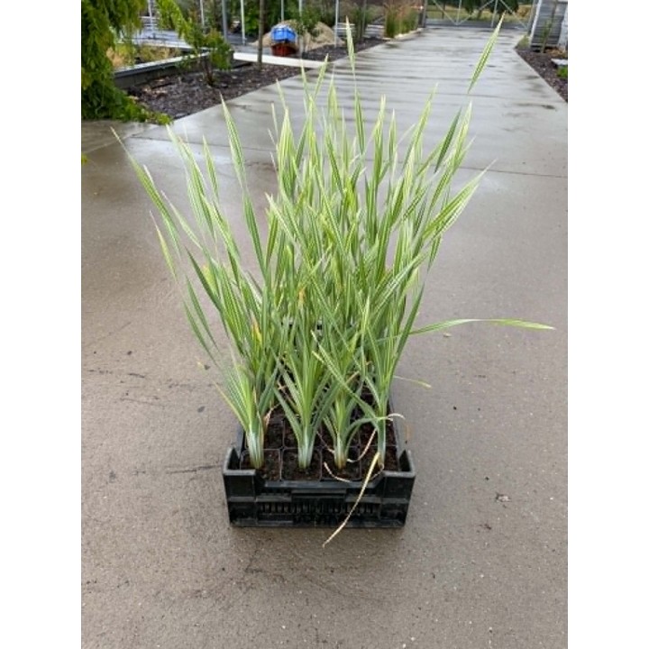 Typha latifolia 'Variegata'