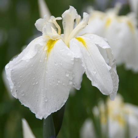 Iris ensata DIAMANT