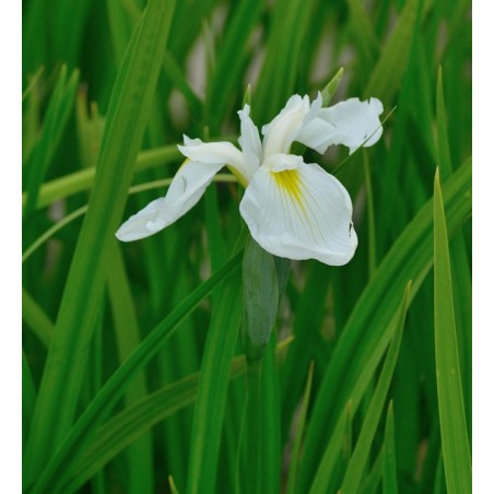 Iris ensata DIAMANT