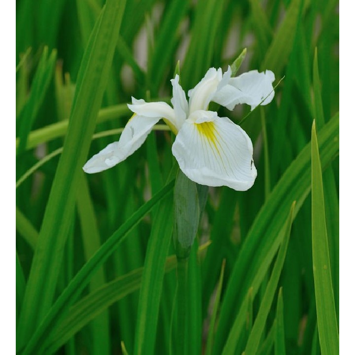 Iris ensata DIAMANT