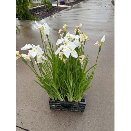 Iris ensata DIAMANT