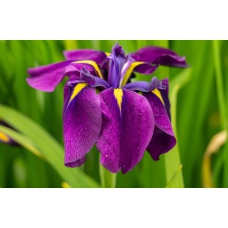 Iris ensata (violet)