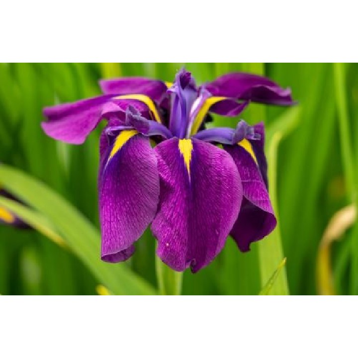 Iris ensata (violet)