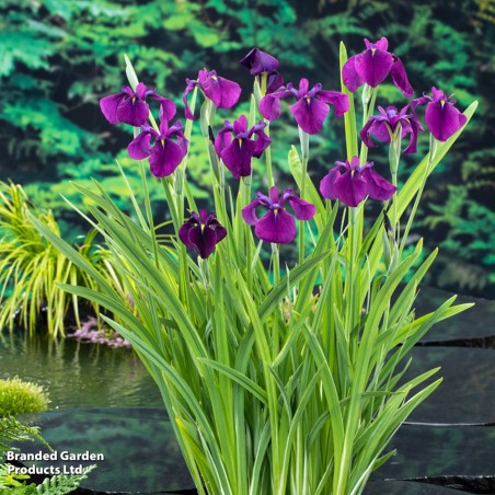 Iris ensata (violet)