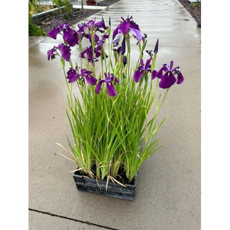 Iris ensata (violet)