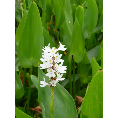 Pontederia cordata alba