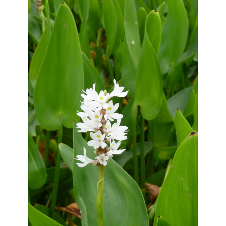 Pontederia cordata alba