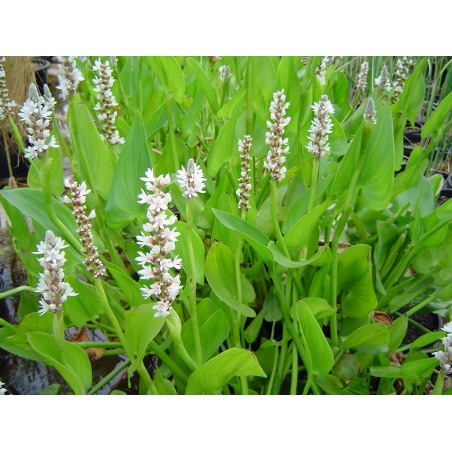 Pontederia cordata alba