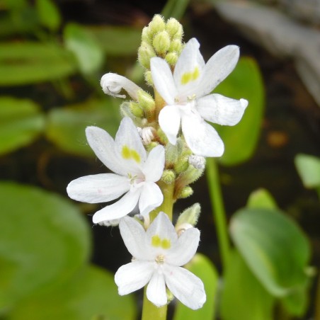 Pontederia cordata alba
