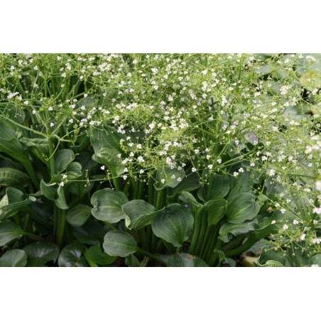 Alisma parviflora