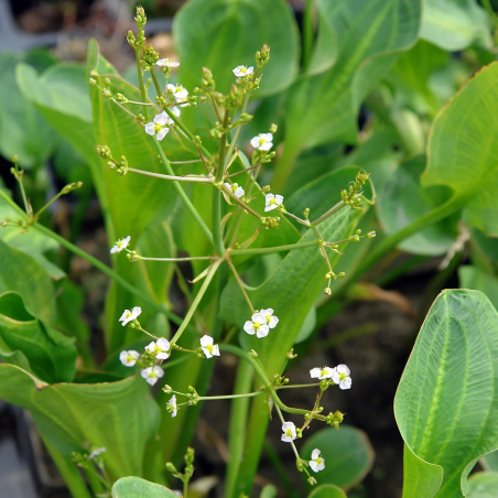 Alisma parviflora