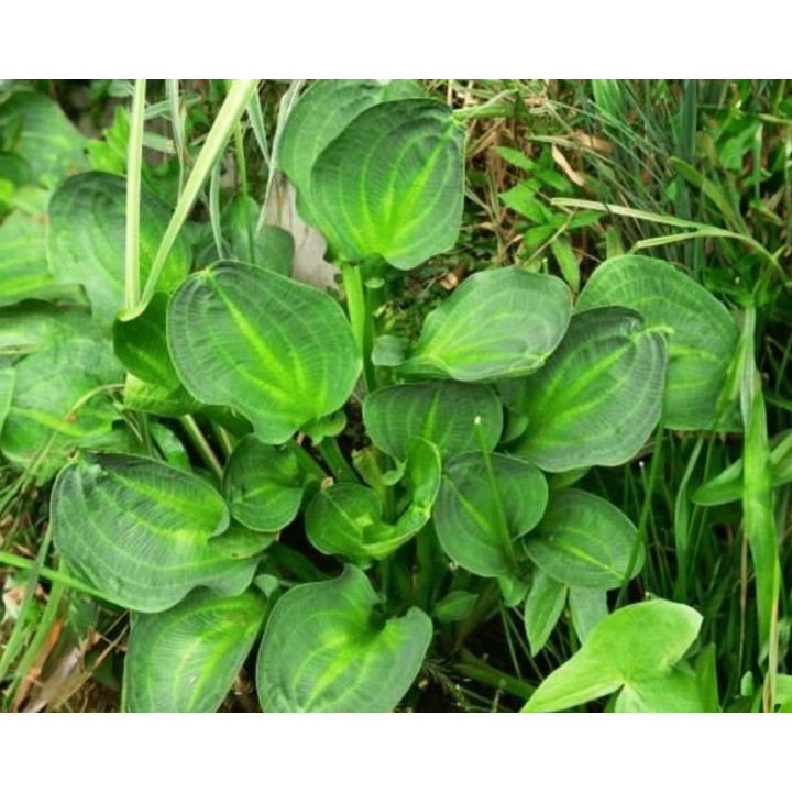 Alisma parviflora