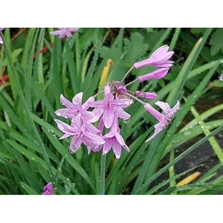 Tulbaghia violacea