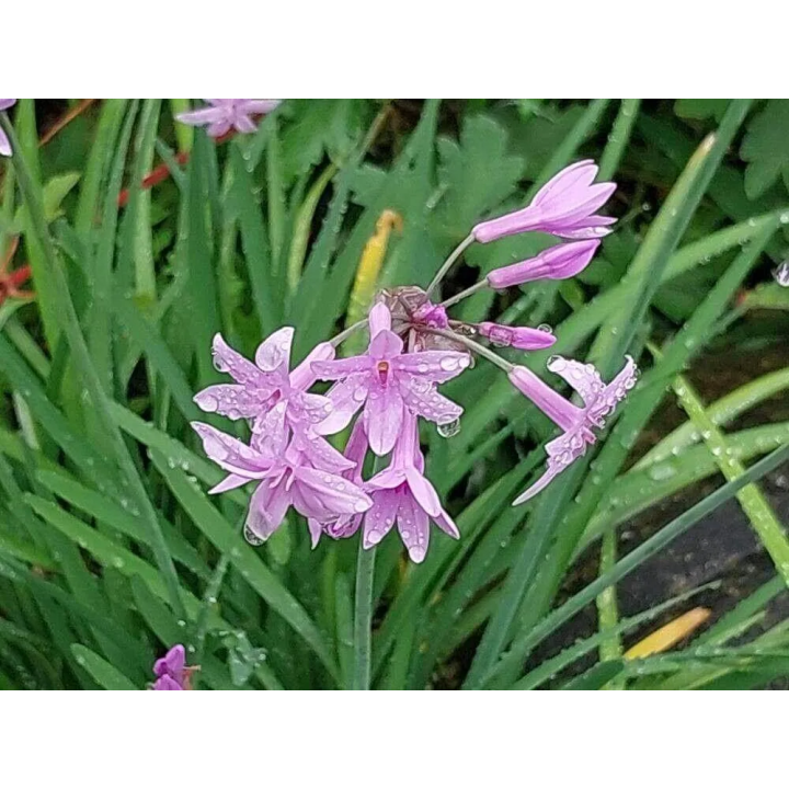 Tulbaghia violacea