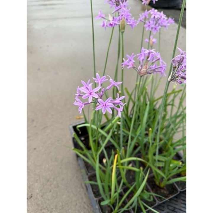 Tulbaghia violacea