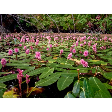 Polygonum amphibium